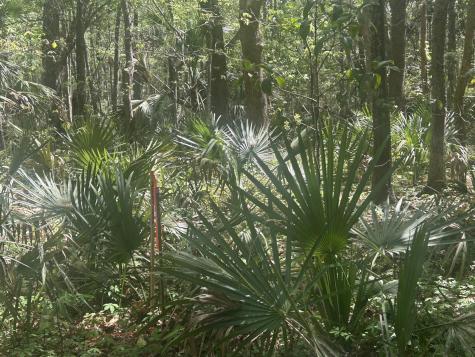 2492 Boy Scout Road Wadmalaw Island SC 29487