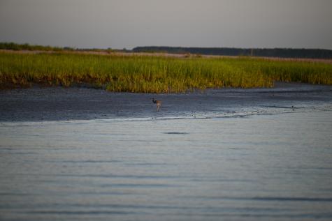 0 Cole Folly Beach SC 29439