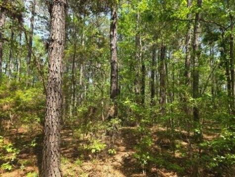 00 Bears Bluff Wadmalaw Island SC 29487