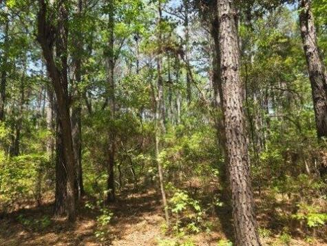 00 Bears Bluff Wadmalaw Island SC 29487