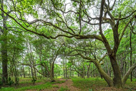 00 Sc Highway 174 Highway Edisto Island SC 29438