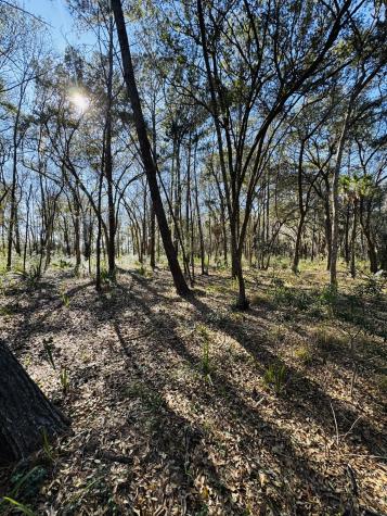 0 Rosa Scott Road Edisto Island SC 29438