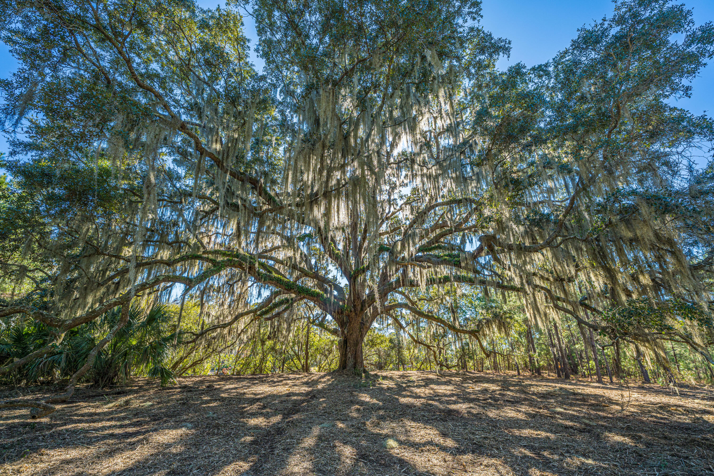 4129 Gnarled Oaks Lane Johns Island SC 29455
