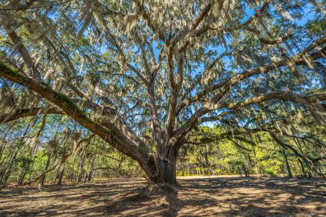 4129 Gnarled Oaks Lane Johns Island SC 29455