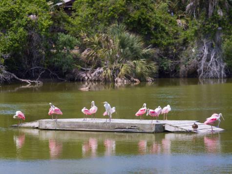 287 Pelican Flight Drive Dewees Island SC 29451