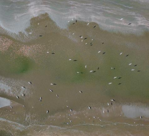 287 Pelican Flight Drive Dewees Island SC 29451