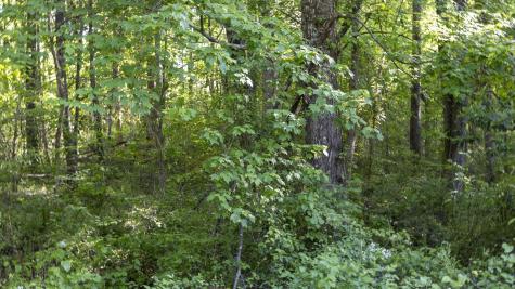 0 Botany Slopes Road Piedmont SC 29673