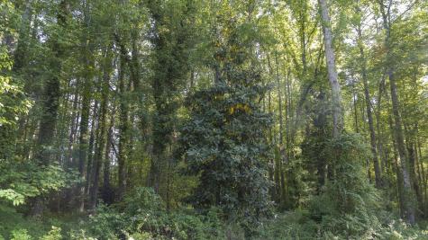 0 Botany Slopes Road Piedmont SC 29673