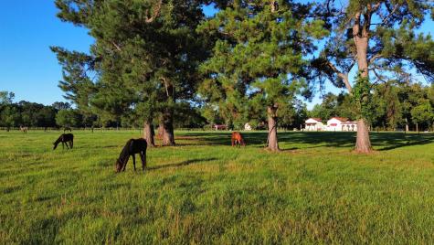 701 Truluck Vineyard Road Lake City SC 29560