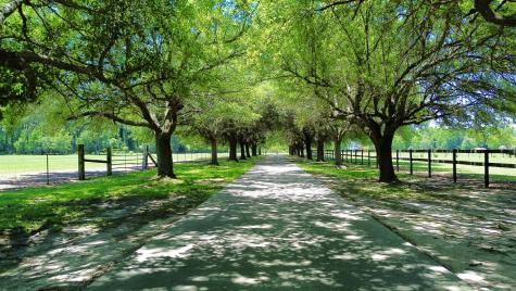 701 Truluck Vineyard Road Lake City SC 29560