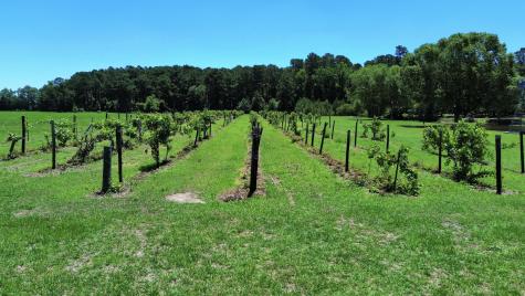 701 Truluck Vineyard Road Lake City SC 29560
