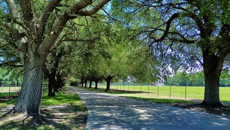 701 Truluck Vineyard Road Lake City SC 29560