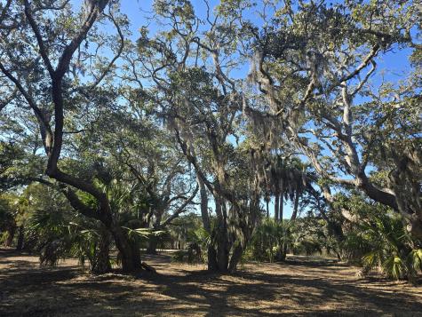 58 Painted Bunting Trail Edisto Island SC 29438
