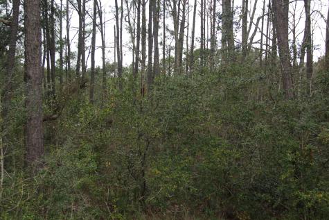 0 Lieben Road Mount Pleasant SC 29466