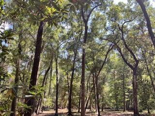 8119 S Loafer Glory Lane Edisto Island SC 29438
