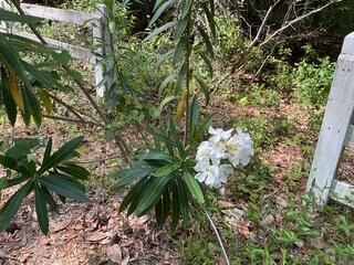 8119 S Loafer Glory Lane Edisto Island SC 29438