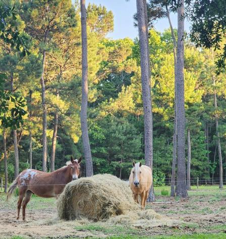 0 Legareville Road Johns Island SC 29455