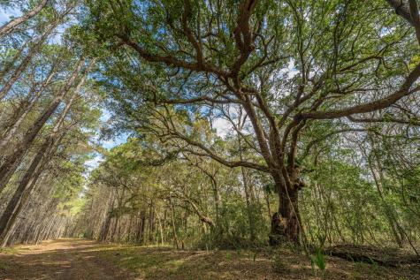4297 Wild Turkey Way Johns Island SC 29455