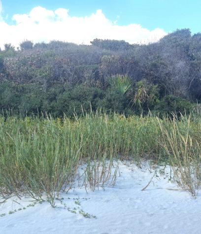 1217 E Ashley Avenue Folly Beach SC 29439