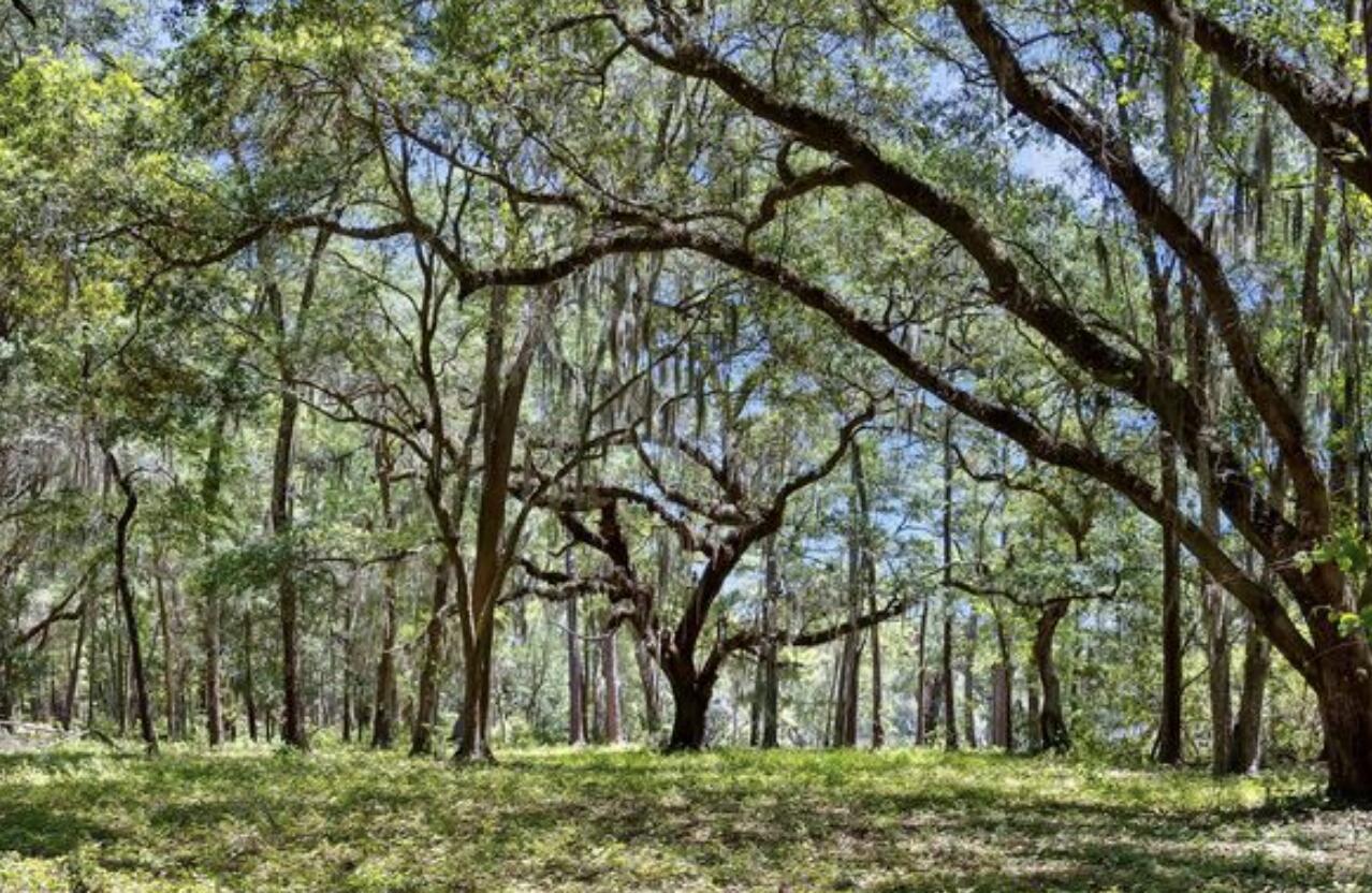 7767 Chaplin Garden Lane Edisto Island SC 29438