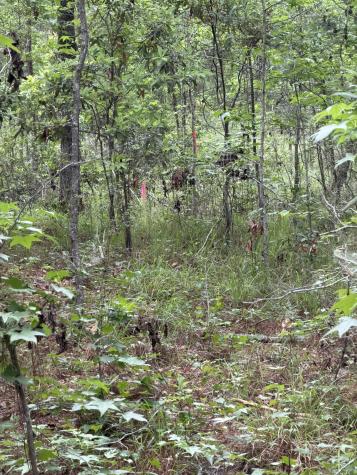 200 Yearling Drive Summerville SC 29486