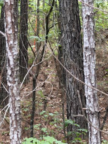 200 Yearling Drive Summerville SC 29486