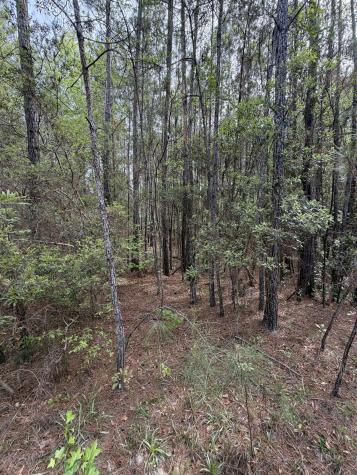 200 Yearling Drive Summerville SC 29486