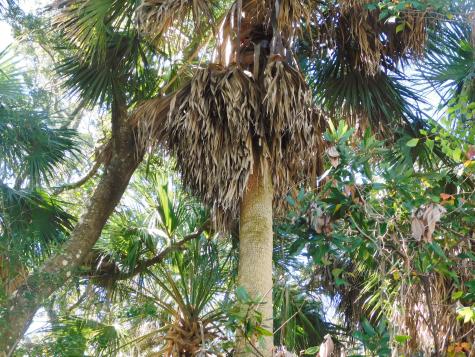0 Cheehaw Street Edisto Beach SC 29438