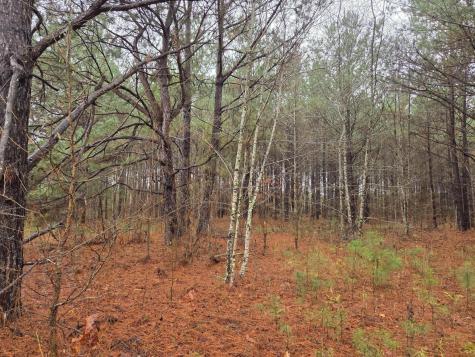 00 Calamus Pond Road Summerville SC 29486