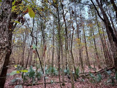 1215 Sandy Run Circle Summerville SC 29486