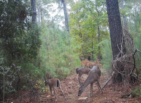 0 Moffett Road Hollywood SC 29449
