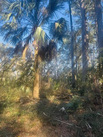 00 Rosa Scott Road Edisto Island SC 29438