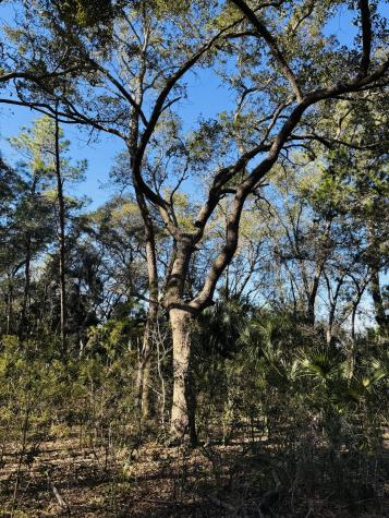 00 Rosa Scott Road Edisto Island SC 29438