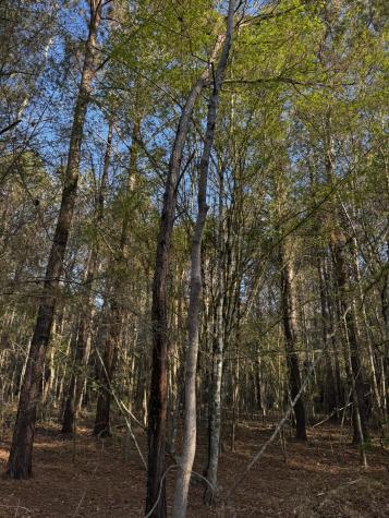 0 Beech Hill Road Summerville SC 29485