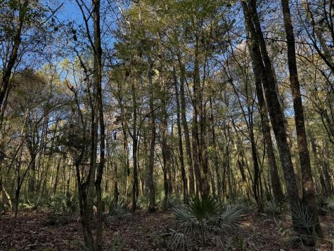 0 Beech Hill Road Summerville SC 29485