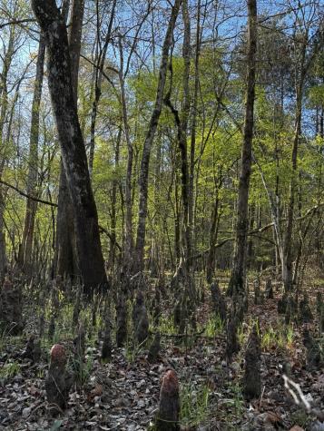 0 Beech Hill Road Summerville SC 29485