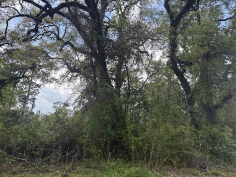 0 Old Back River Road Goose Creek SC 29445