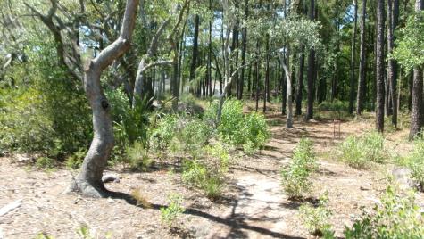 1108 Saint Thomas Island Drive Wando SC 29492