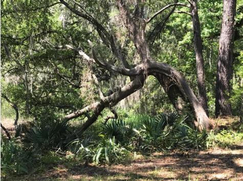 2907 River Road Johns Island SC 29455