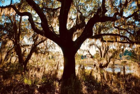6079 Josie Ridge Road Wadmalaw Island SC 29487