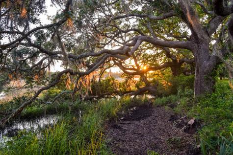 6001 Selkirk Plantation Road Wadmalaw Island SC 29487