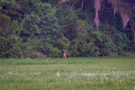6001 Selkirk Plantation Road Wadmalaw Island SC 29487