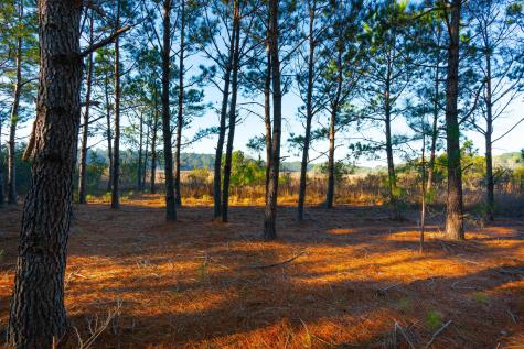 0 Rushland Landing Road Johns Island SC 29455