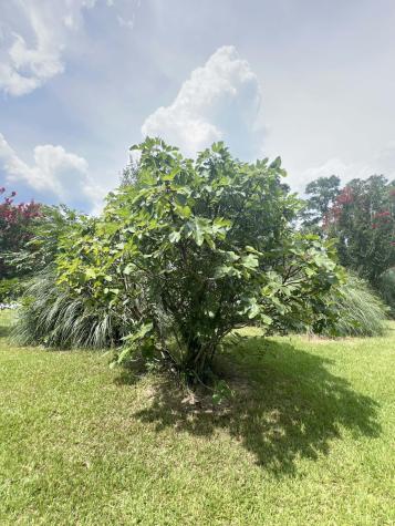 1156 W A. Gamble Road Manning SC 29102