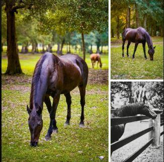 5365 5th Fairway Drive Hollywood SC 29449