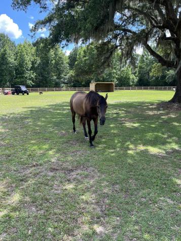 3189 Edenvale Road Johns Island SC 29455
