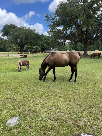 3189 Edenvale Road Johns Island SC 29455