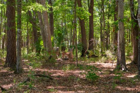 3687 Coastal Crab Road Mount Pleasant SC 29466