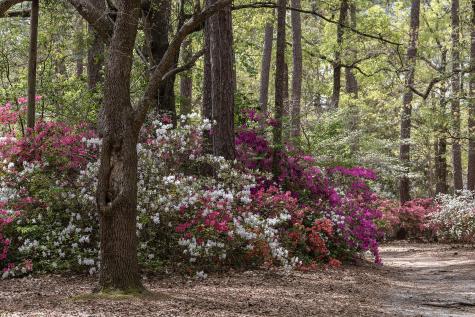 500 Central Avenue Summerville SC 29483