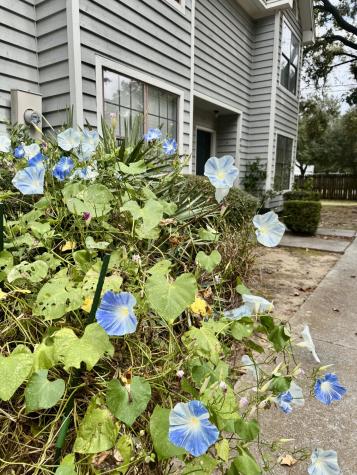 890 Sea Gull Drive Mount Pleasant SC 29464